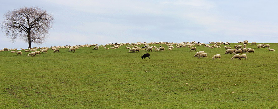 Animali al pascolo